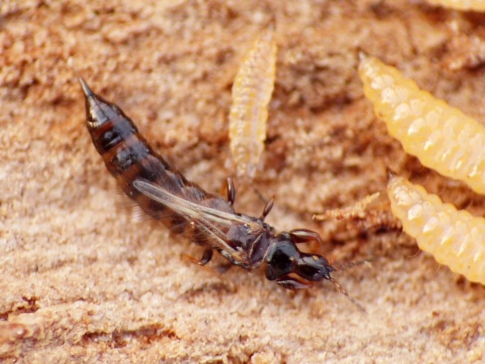 Thysanoptera: ciclo vitale di Hoplothrips sp.